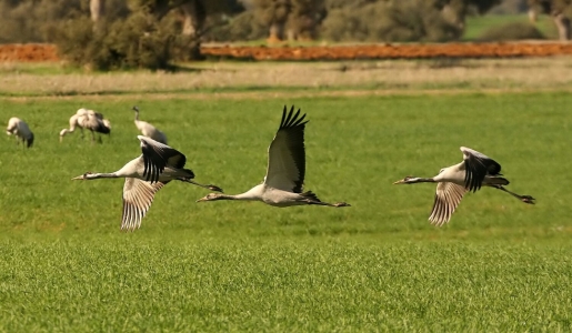 naturaleza